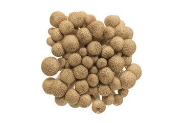 top view of shimeji mushroom isolated on white background