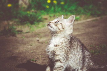Tabby Kitten Play Outside Retro