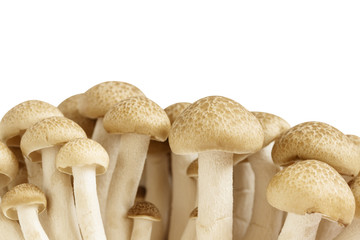 Shimeji mushroom isolated on white background