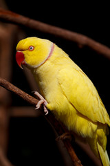Parrots kept in the zoo