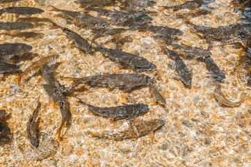 Salmon swimming in river to spawning