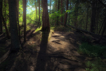 Fototapeta premium Sunlight illuminates foliage and pathway in a dark forest