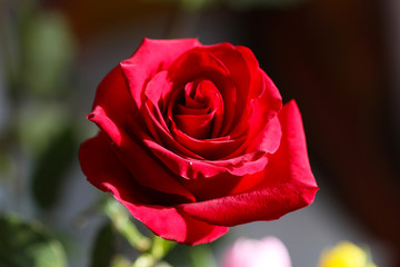 Bright Red Rose Bud