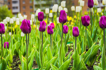 Tulips Blooming in the Flowerbed