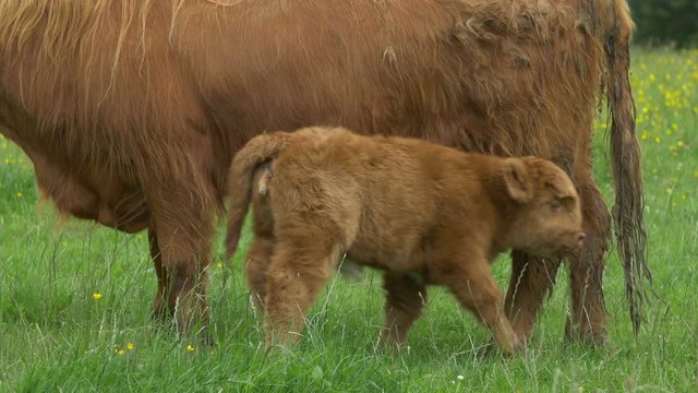 Scottish Highland calf and cow on a field 