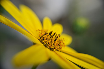 Closeup of beautiful yellow sunflower