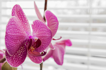 Pink orchid against the window with blinds. Closeup, selective focus.