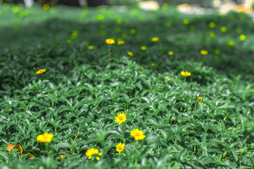 Beautiful landscape image of Summer yellow flowers field