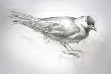 Sketched Crow Bird illustration