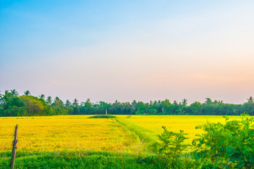 Obraz premium Rolling fields and trees of lush green British countryside