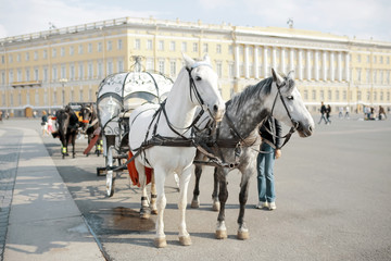 Naklejka na ściany i meble Team of horses in the square