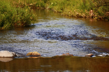 Stream in a field with grass