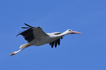 White stork (Ciconia ciconia)