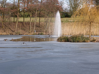 Ptaki zima w Parku