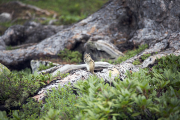 A little smart chipmunk