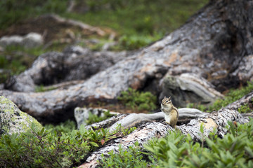 A little smart chipmunk
