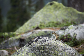 A little smart chipmunk