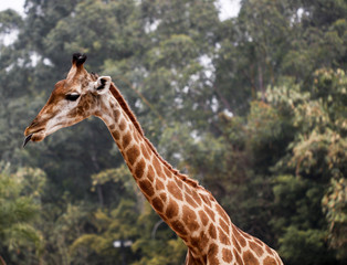 Giraffe feeding in the zoo
