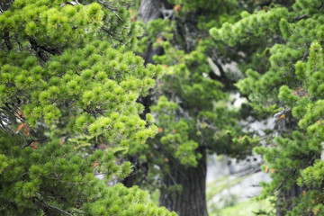 Fototapeta premium Young cedar branch