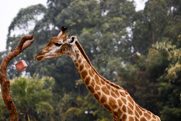 Giraffe feeding in the zoo