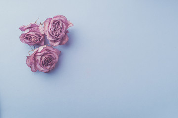 Buds of pink dry roses on a pastel blue background. Flat layout.