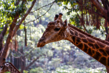 Giraffe feeding in the zoo