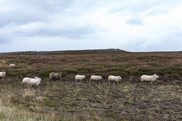 Fototapeta premium The row of the marching sheep