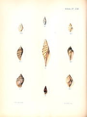Illustration of shells.
