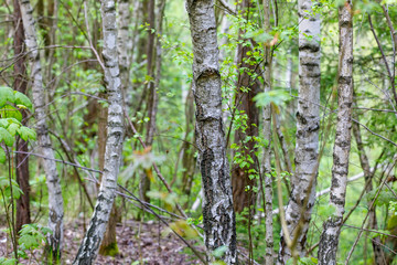 birch tree in countryside