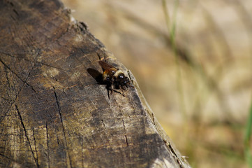 Bee on a stump