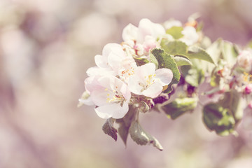 Fototapeta premium flowering apple tree in spring