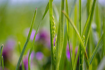 Natur Frisch Gruen Gras Triebe im Frueh Jahr