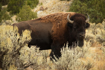 Bison on Lava Creek Trail at Mammoth Hot Springs in Yellowstone National Park in Wyoming in the USA
