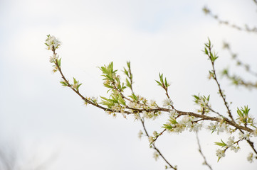 plum tree blossom wtih blue sky and white cloud