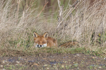Fox Sleeping