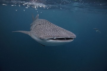 Whale shark in the Celebes sea, Indonesia