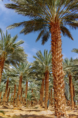 Fototapeta premium Plantation of Phoenix dactylifera, commonly known as&nbsp;date&nbsp;or&nbsp;date palm trees in Arava and Negev desert, Israel, cultivation of sweet delicious Medjool date fruits