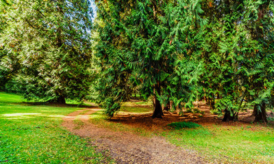 dirt road in a subtropical forest with large lush trees
