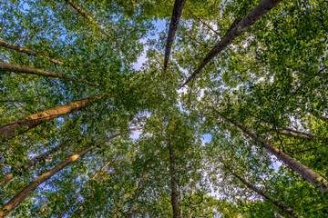 Obraz premium shoot from below upwards on green trees with crowns at the blue sky