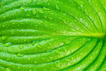 Photo of green flower leaf texture with water drops