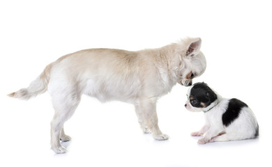 puppies chihuahua in studio