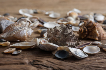 Mixed sea shels