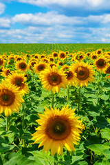 Photo of sunflower field with sky and clouds at summer