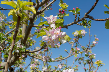 Beautiful pink apple tree blossom, springtime in kibbutz orchard Negev desert, Israel in February