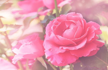 Close up of pink roses with natural blurred background in sunny day in garden. backlight. Floral backdrop