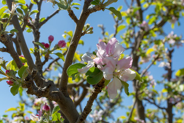 Beautiful pink apple tree blossom, springtime in kibbutz orchard Negev desert, Israel in February