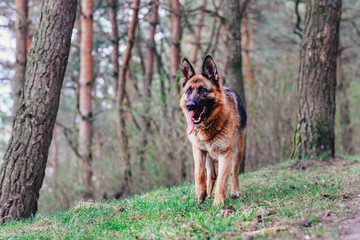 Portrait of a German Shepherd, which runs across the grass