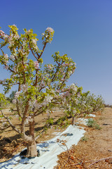 Fototapeta premium Beautiful pink apple tree blossom, springtime in kibbutz orchard Negev desert, Israel in February