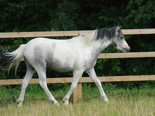 Obraz na płótnie Canvas Welsh Pony Trotting