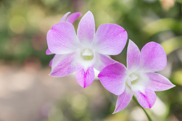 Orchid flower in garden at winter or spring day for postcard beauty and agriculture idea concept design. Dendrobium Orchid.